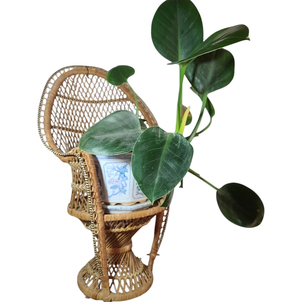 Wicker Chair Plant Stand